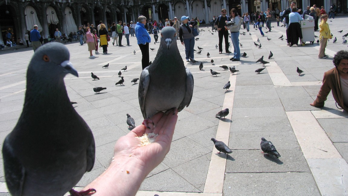 Feeding the pigeons
