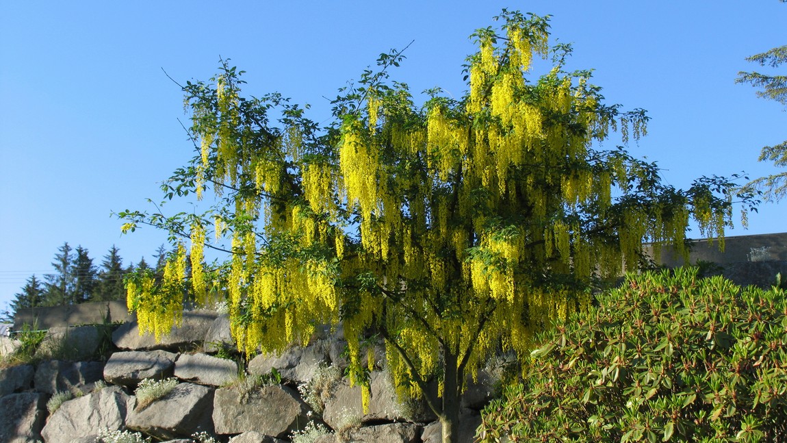 Yellow tree in bloom