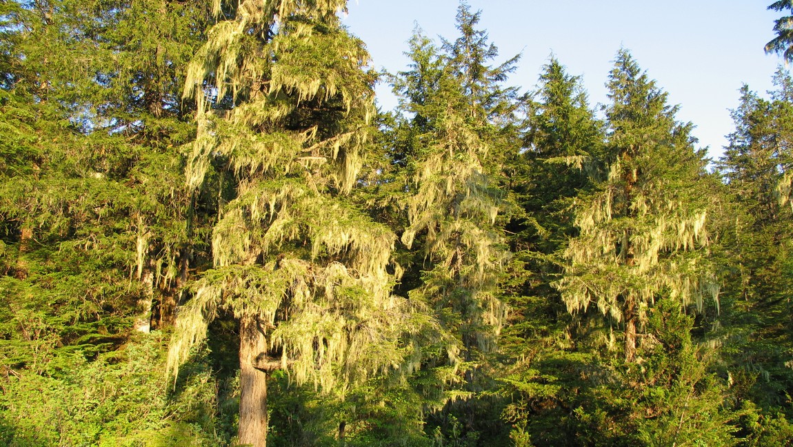Moss on the trees