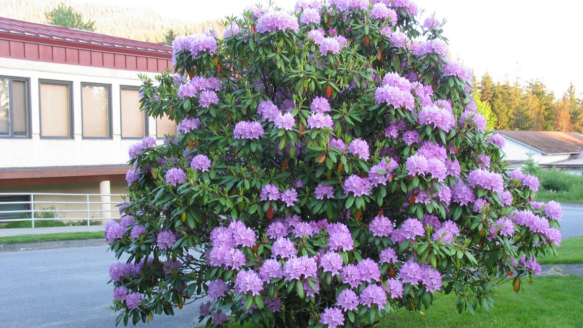 Rhododendron