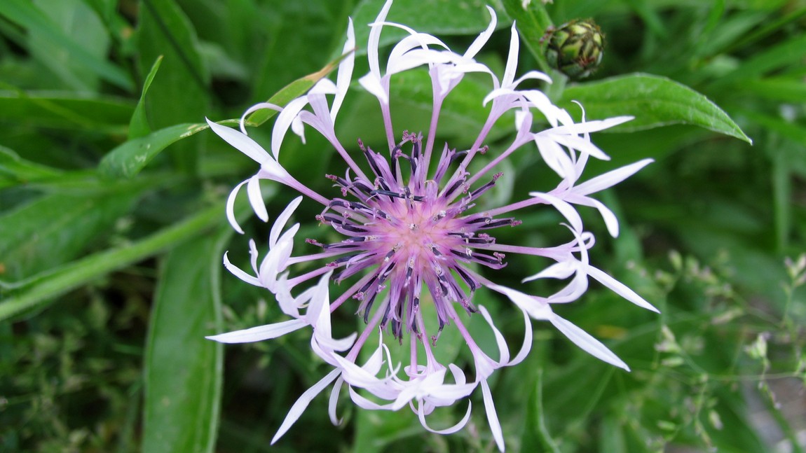 Variety of spring flowers