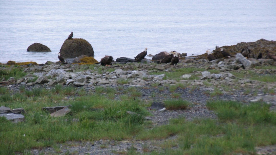 Bald Eagles