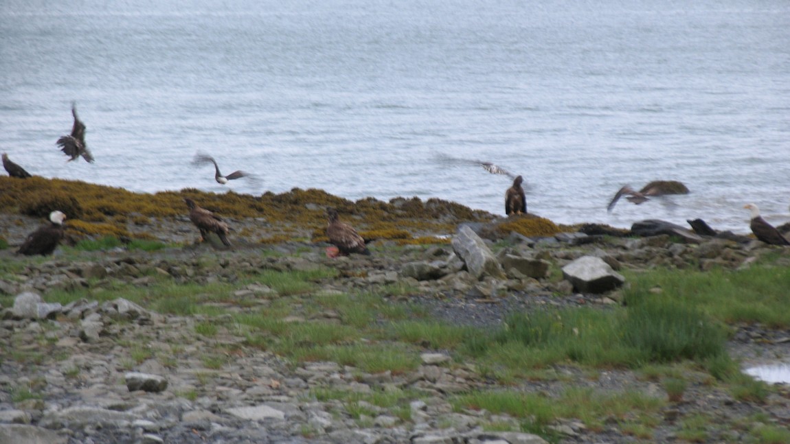 Bald Eagles