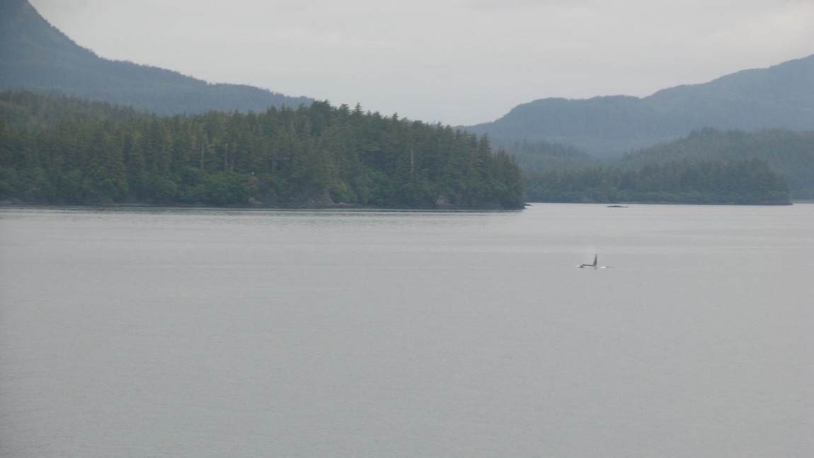 Orca whale