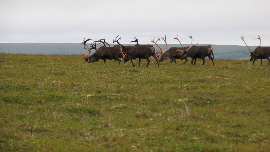Caribou herd