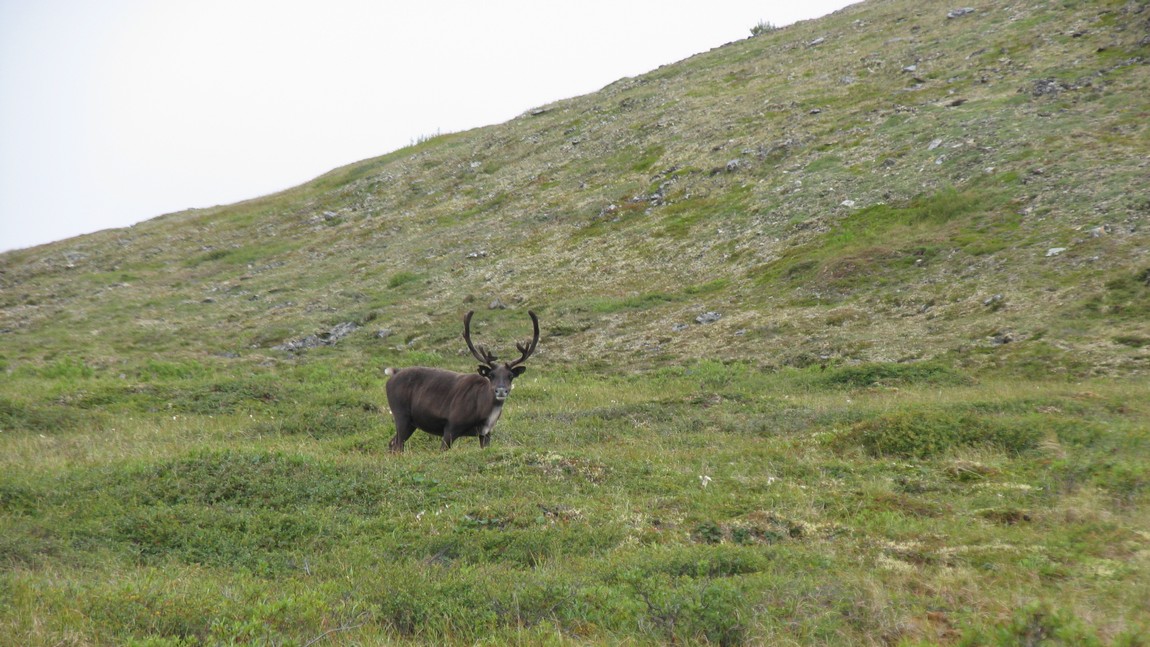 Caribou in the hills