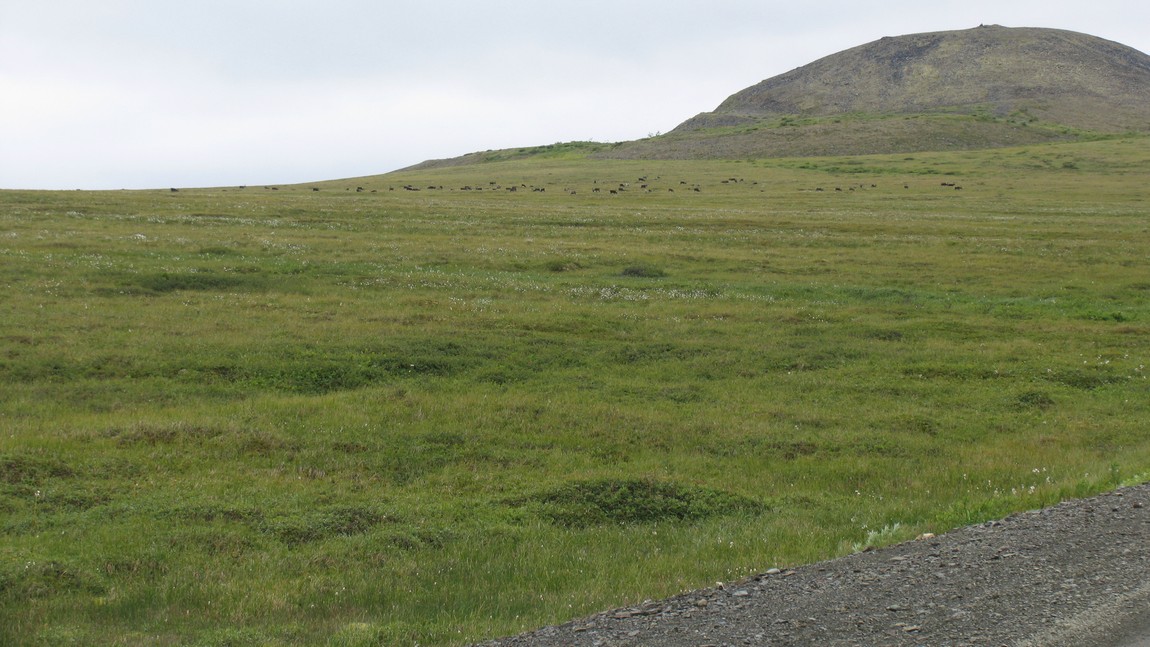 Caribou herd
