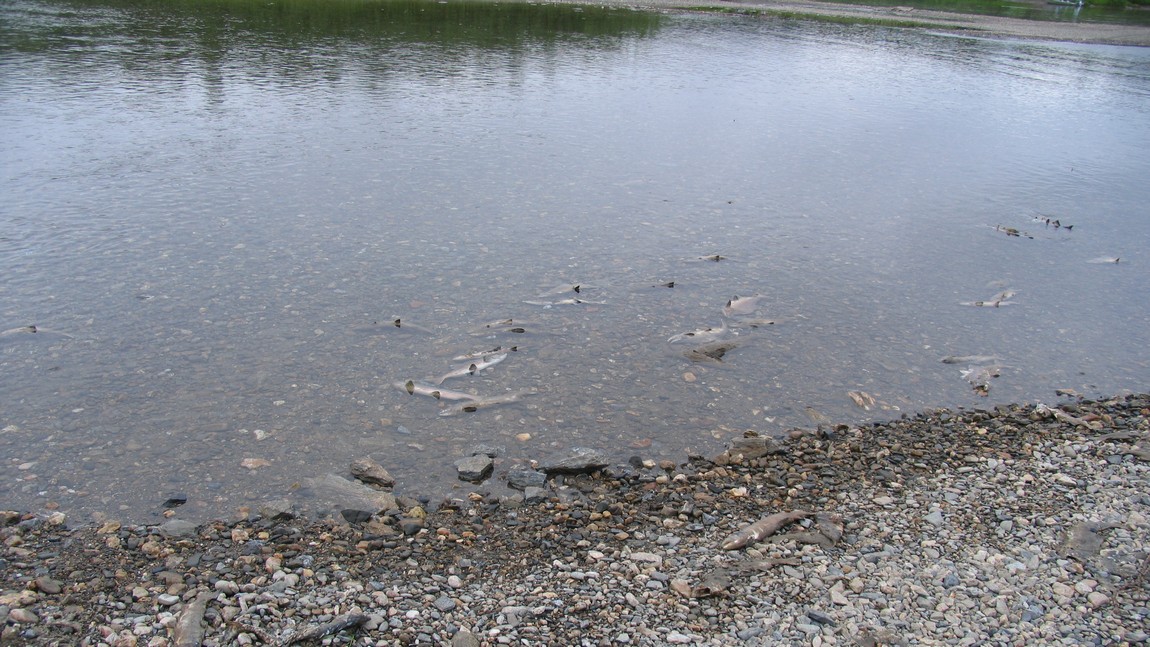 Niukluk River