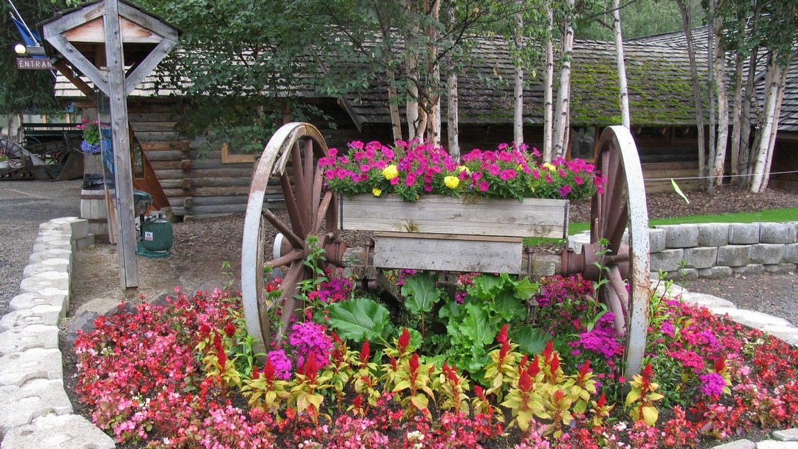 Colorful flowers