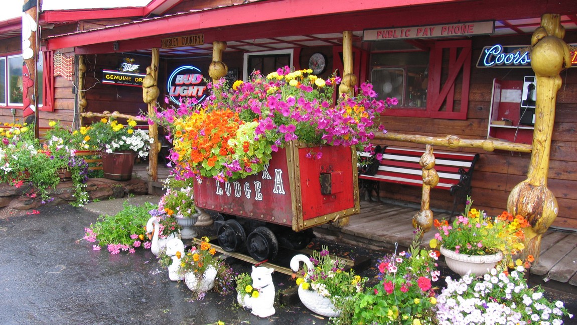 Flowers outside the Chatanika Lodge