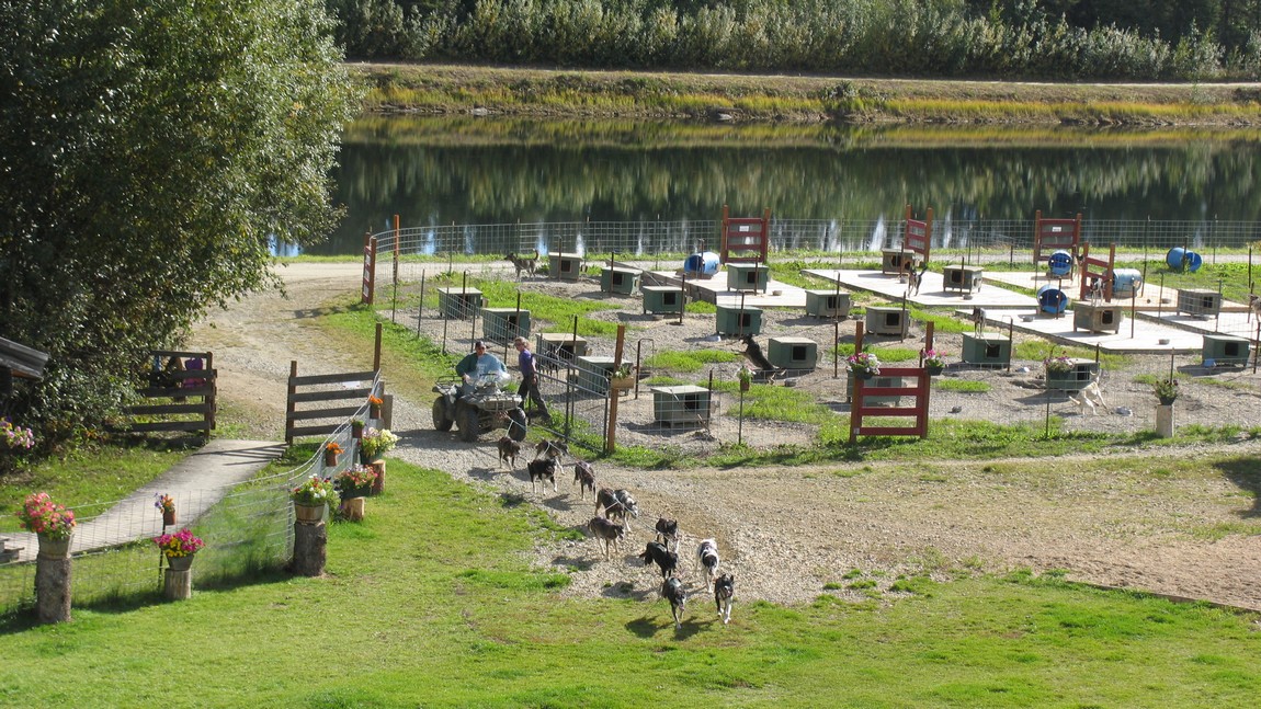 Sled dog demonstration