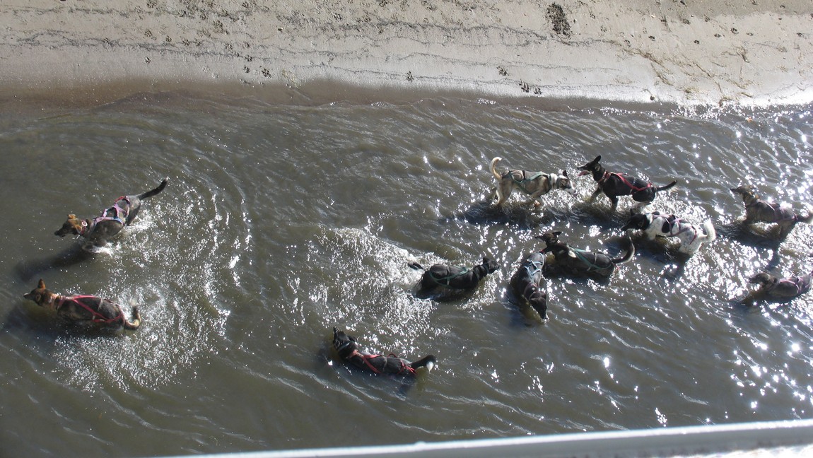 Sled dogs cooling off