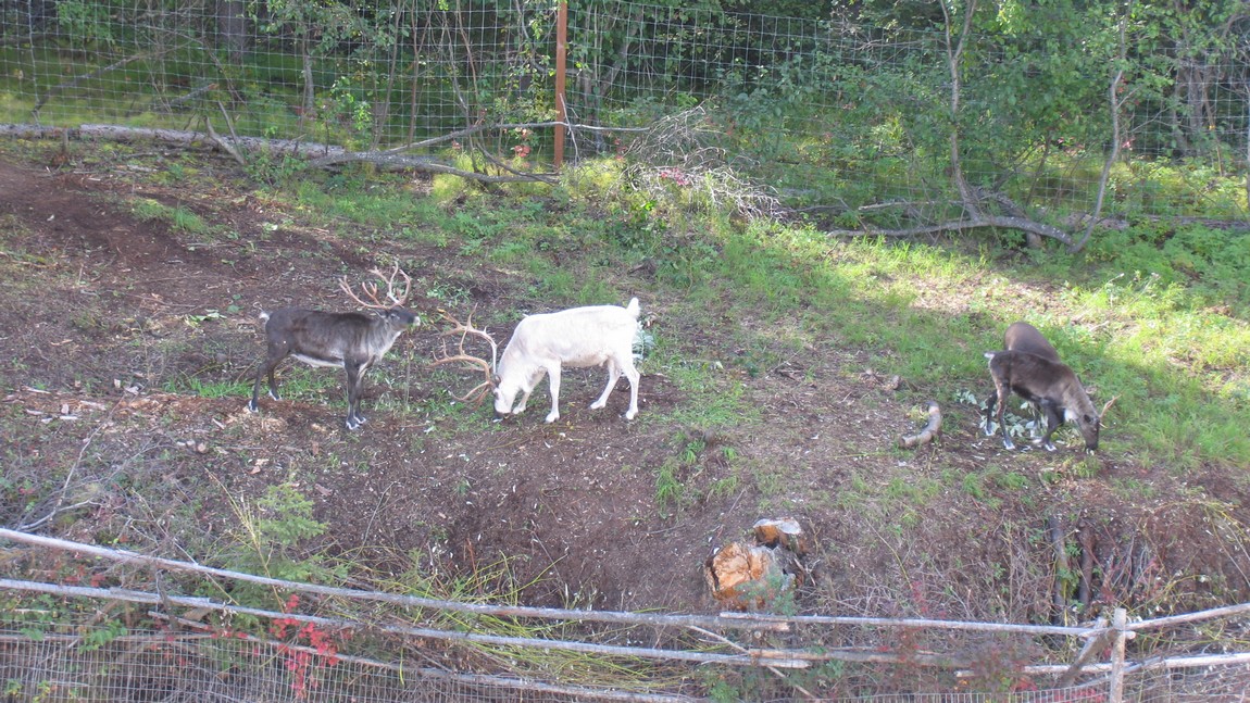Reindeer pen
