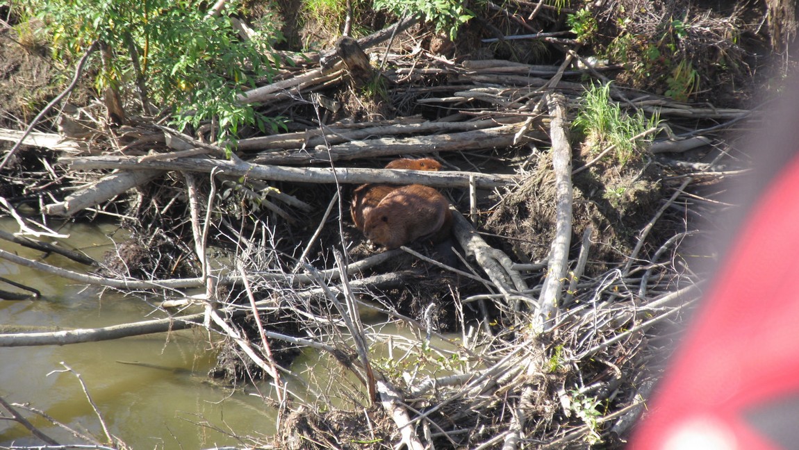 Beavers on the bank of the Chena River