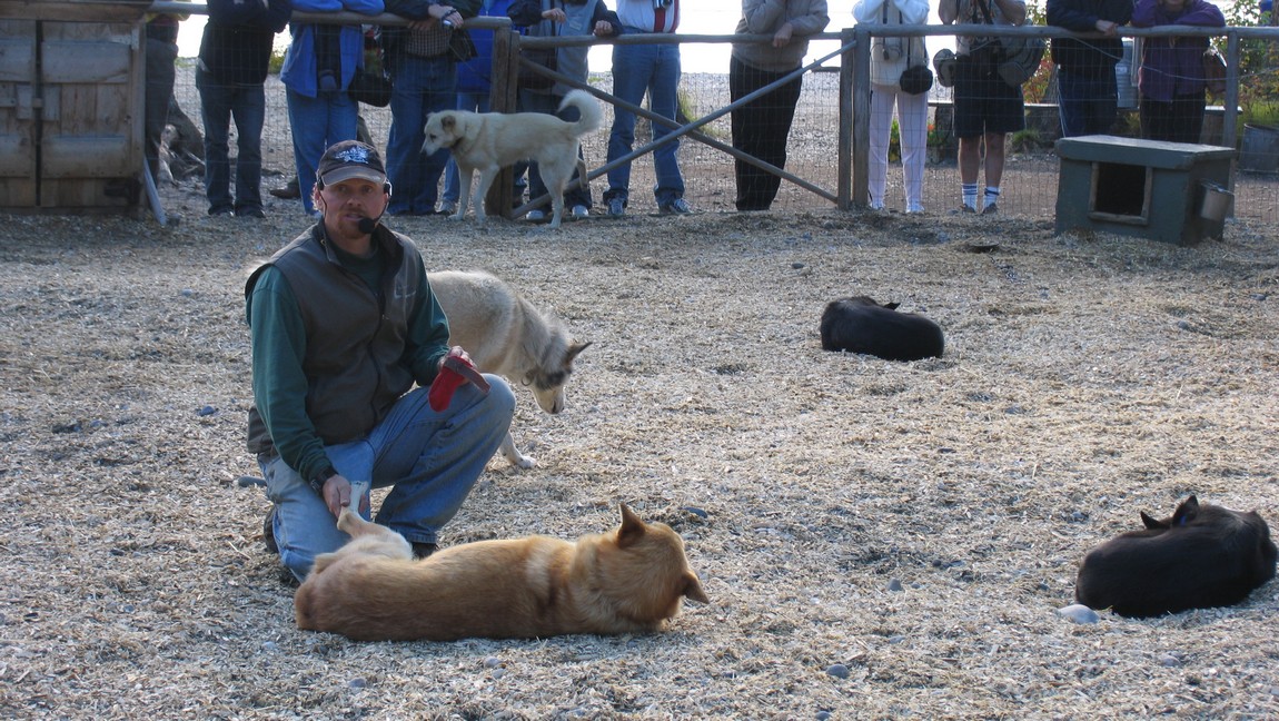 Sled dogs