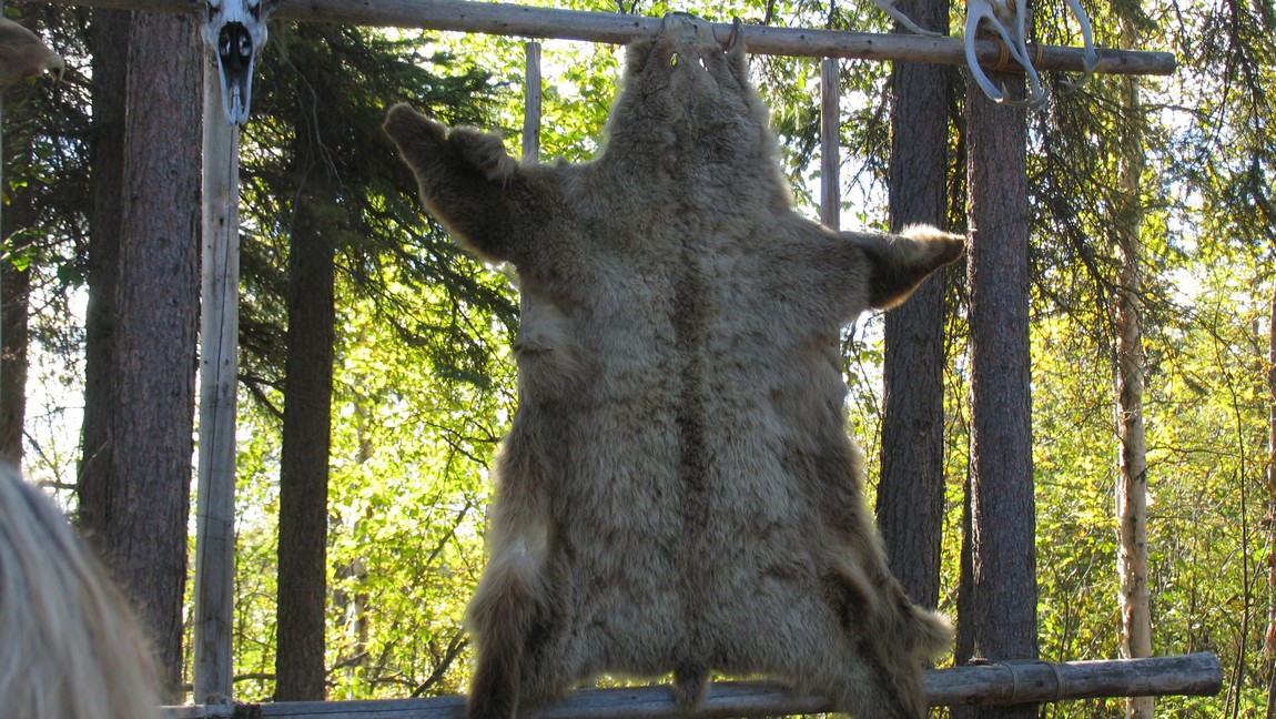 Bear skin