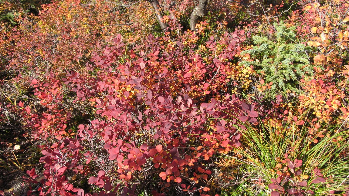 Fall colors