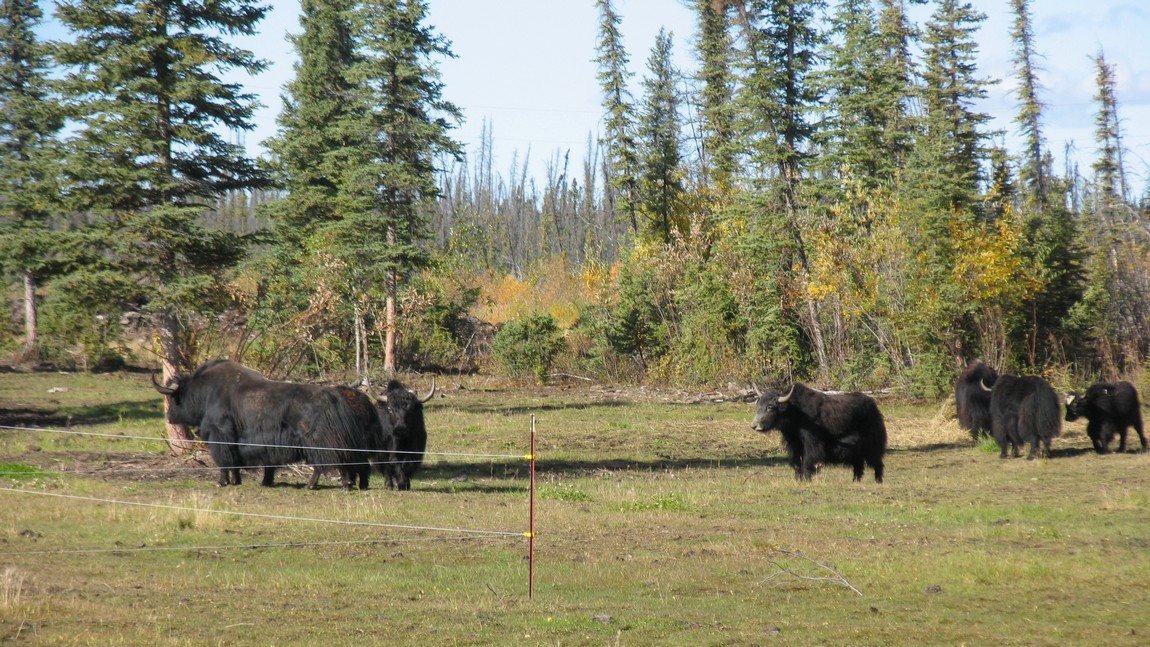 Yaks on a farm on Circle