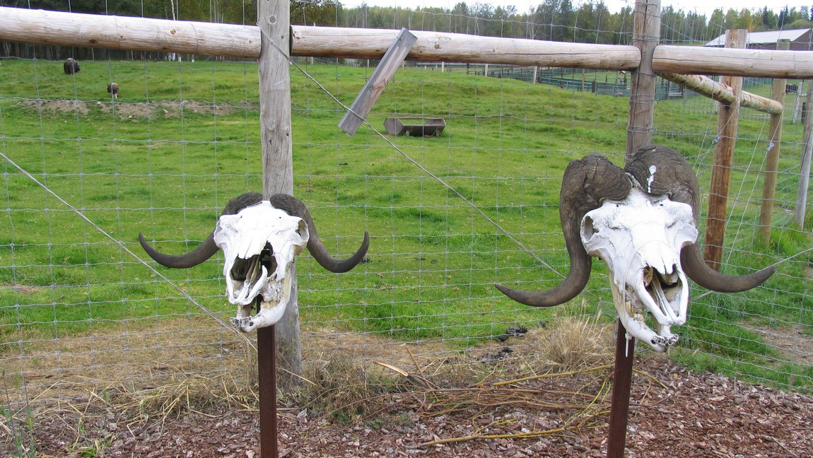 Muskox skulls