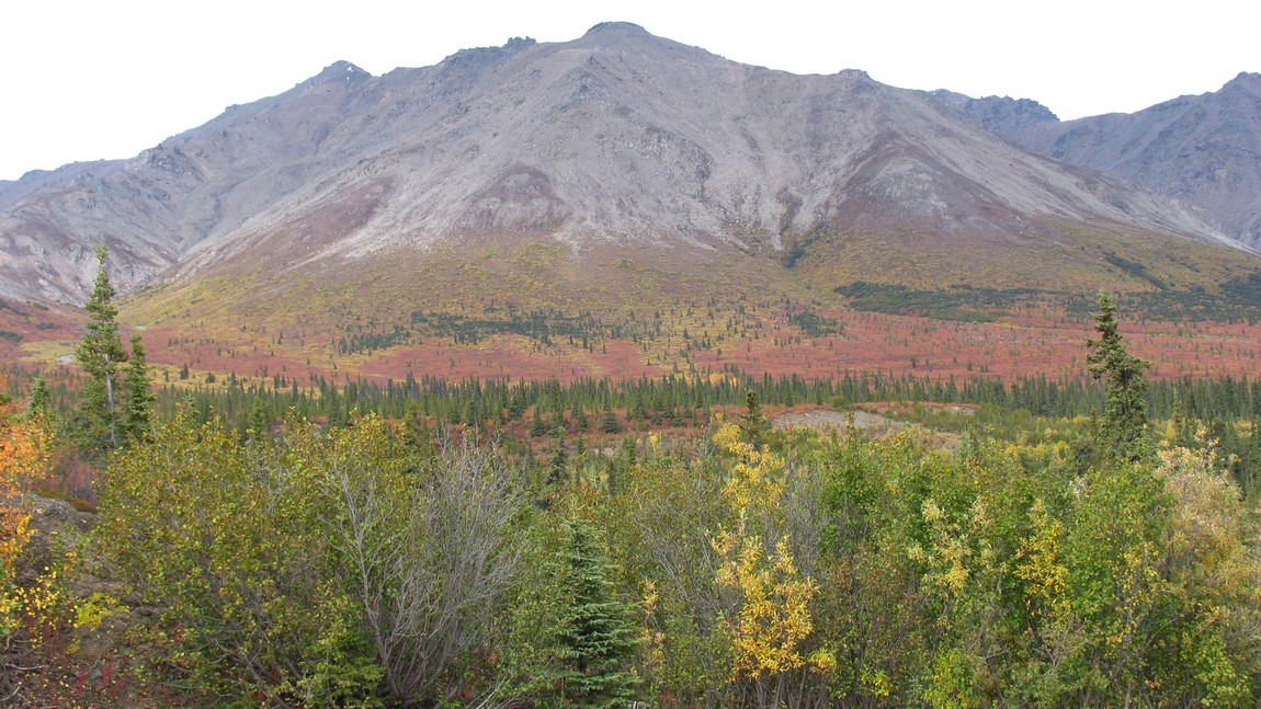 Fall colors in Denali National Park