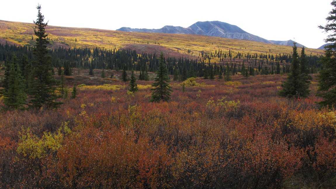 Fall colors in Denali National Park