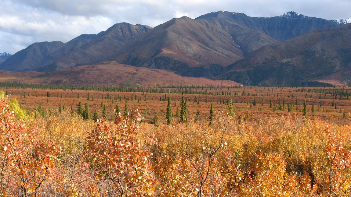 Fall colors in Broad Pass