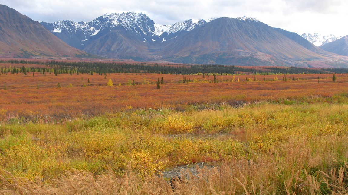 Fall colors in Broad Pass