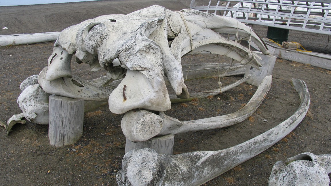Whale skull