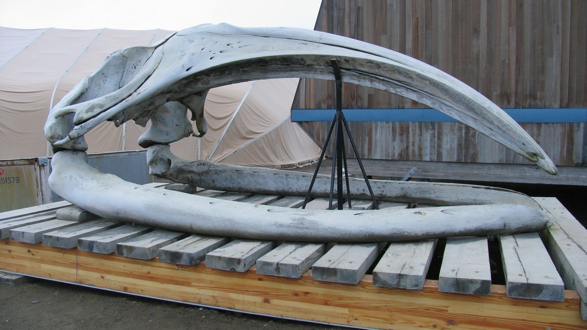 Bowhead whale skull