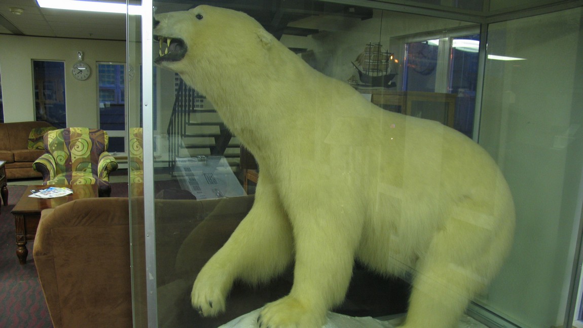 Polar Bear