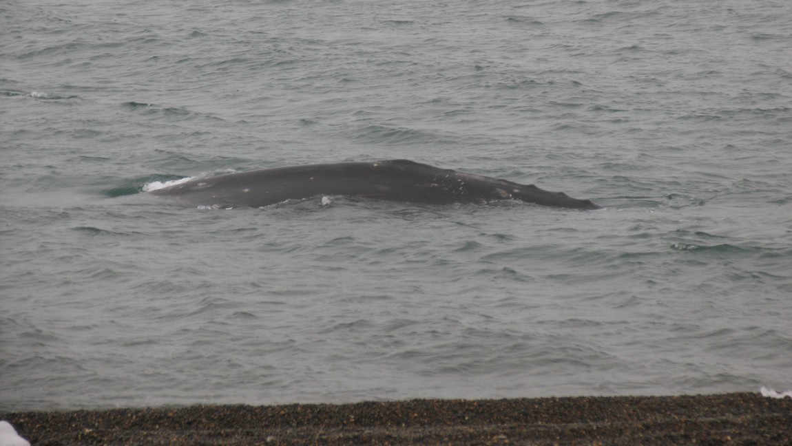 Two whales are playing