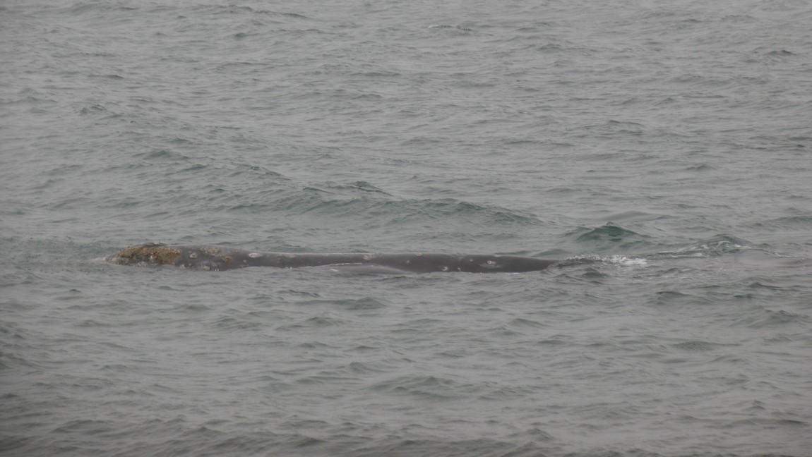 Two whales are playing