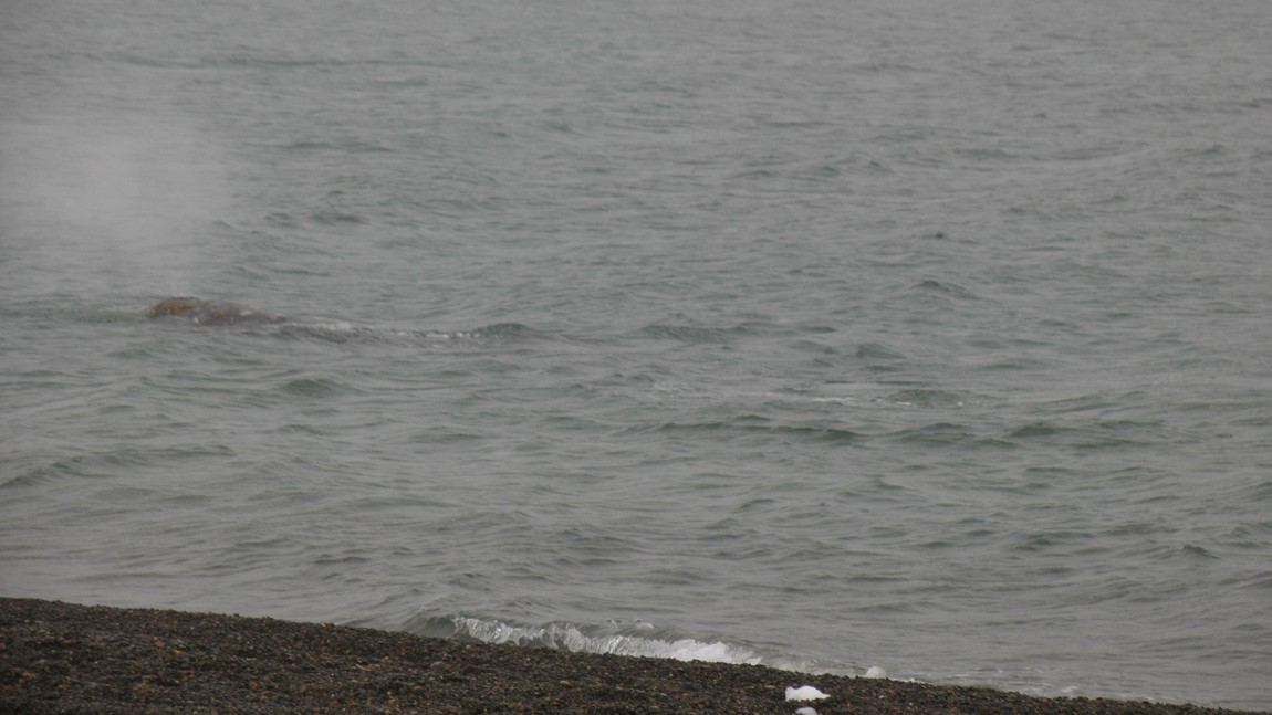 Two whales are playing