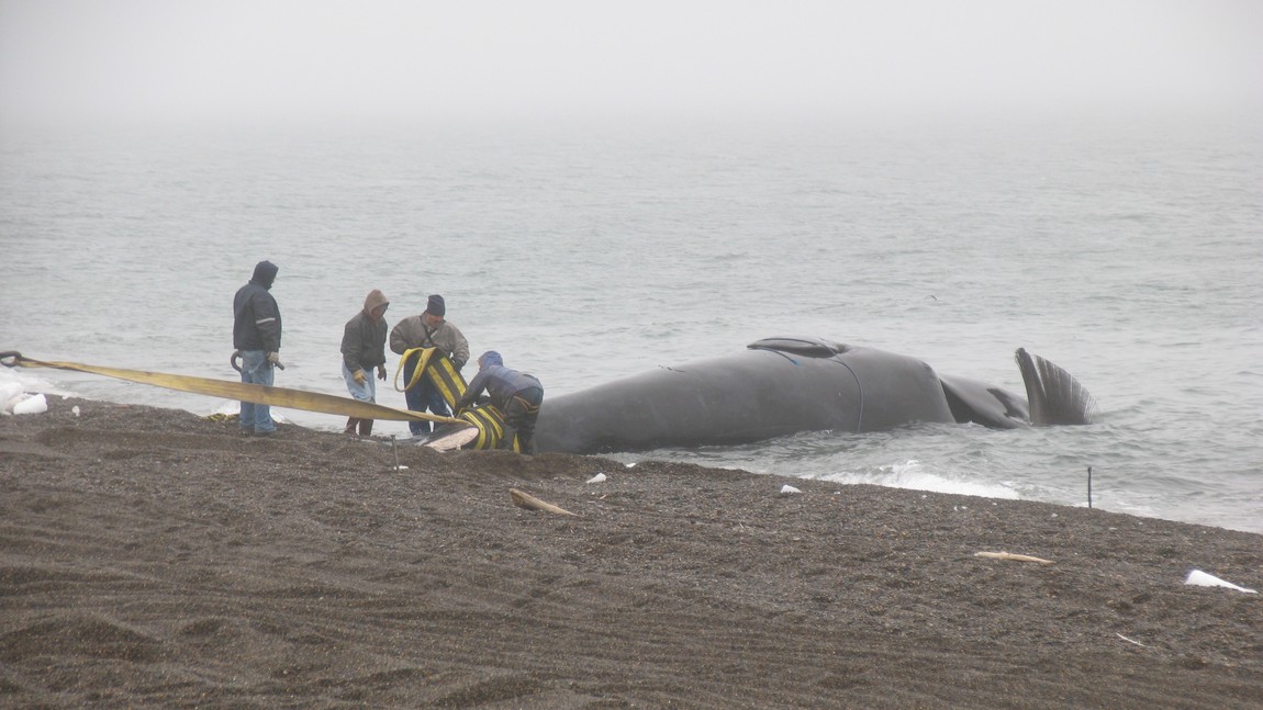 Pull a bowhead whale