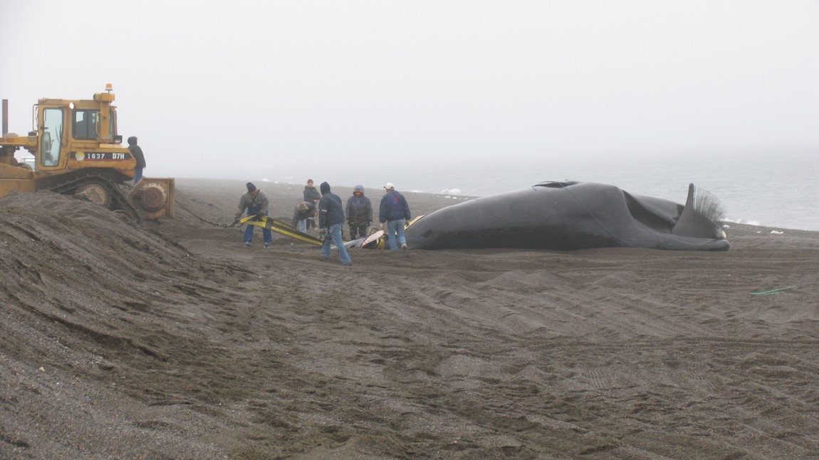 Pull a bowhead whale