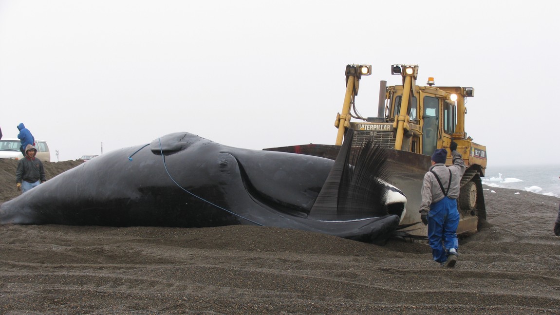 Bowhead whale on the beach