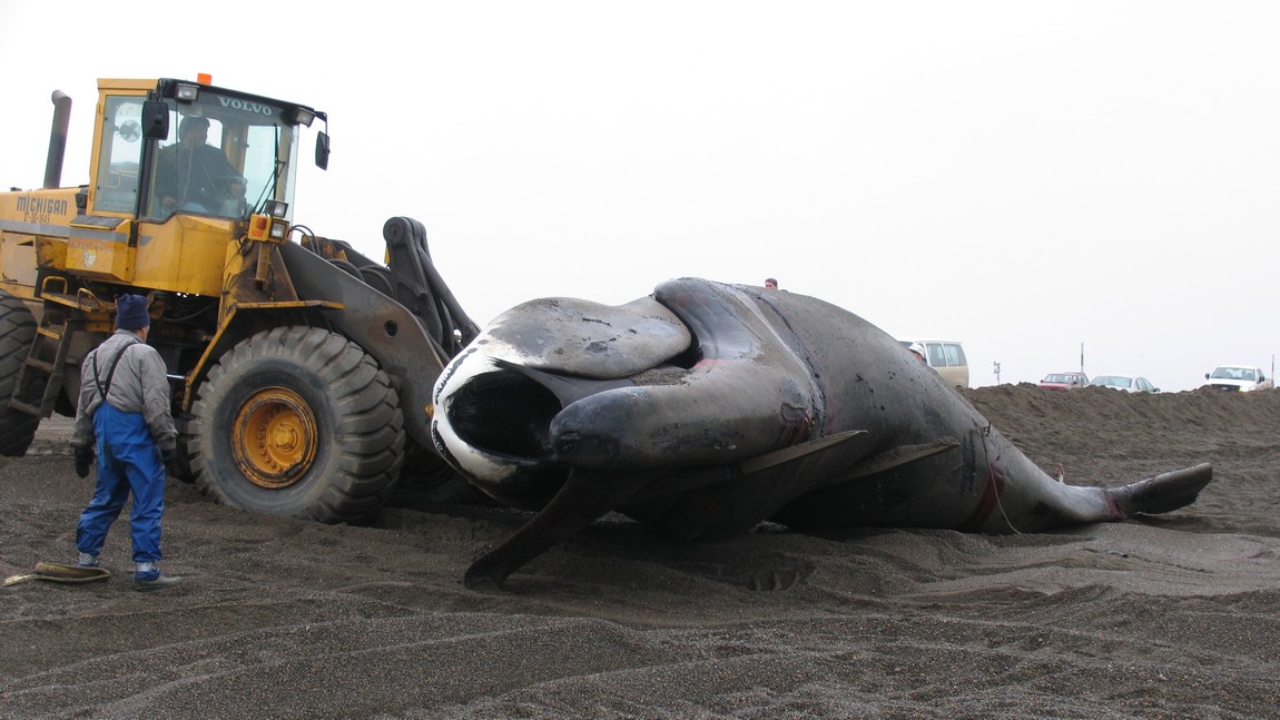 Forklift carrying a bowhead whale