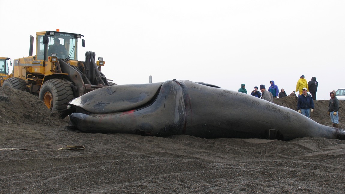 Forklift carrying a bowhead whale