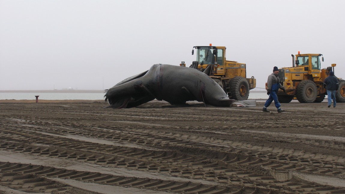 Forklift carrying a bowhead whale