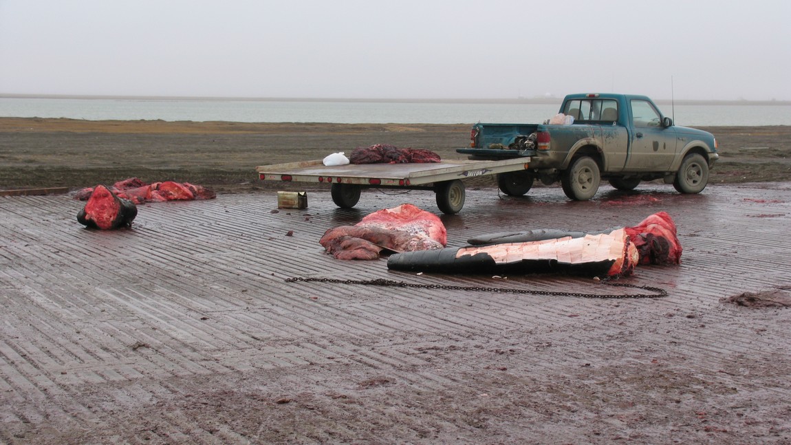 Three whales caught yesterday