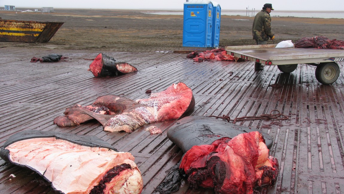 Three whales caught yesterday