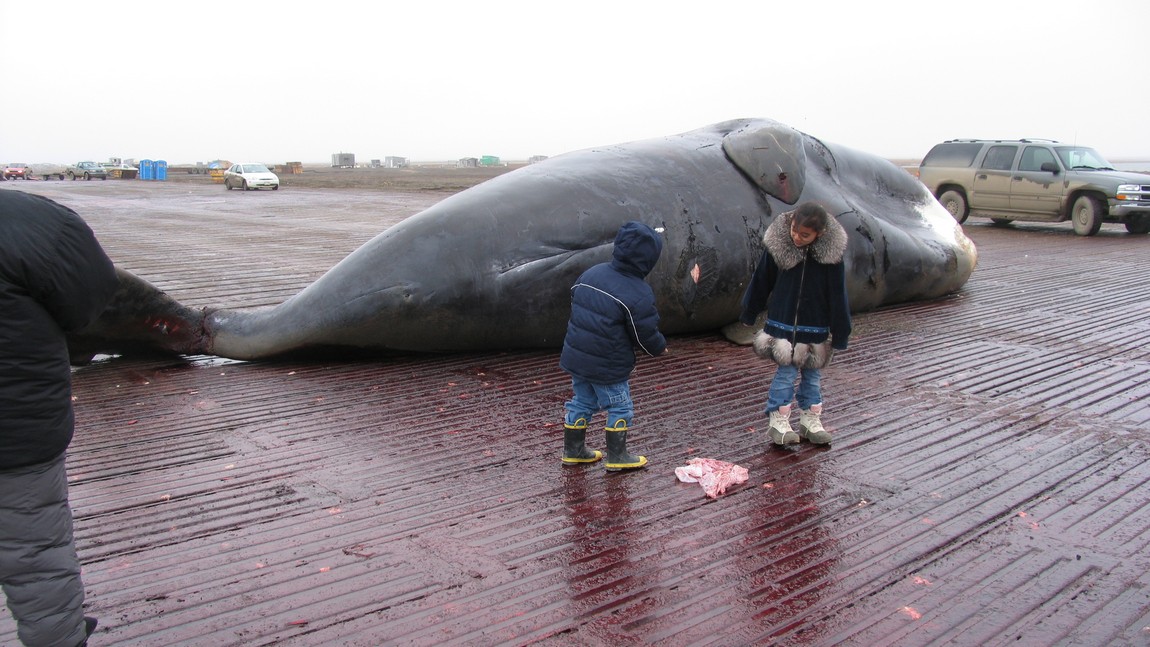 Bowhead whale ready to be butchered