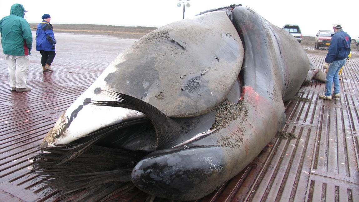 Bowhead whale ready to be butchered