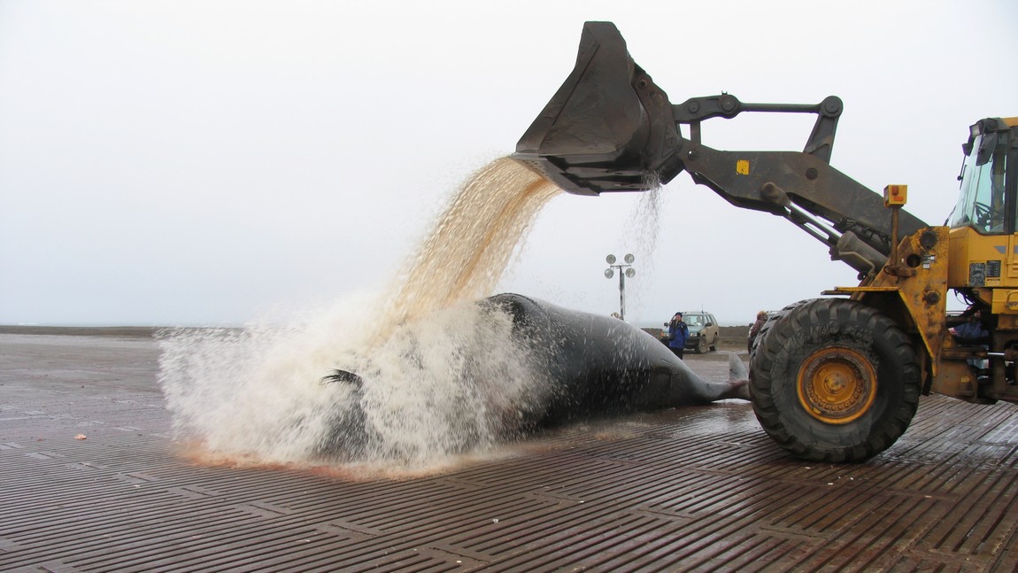Rinsing off a bowhead whale