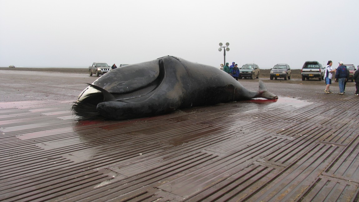 Whale ready to be butchered