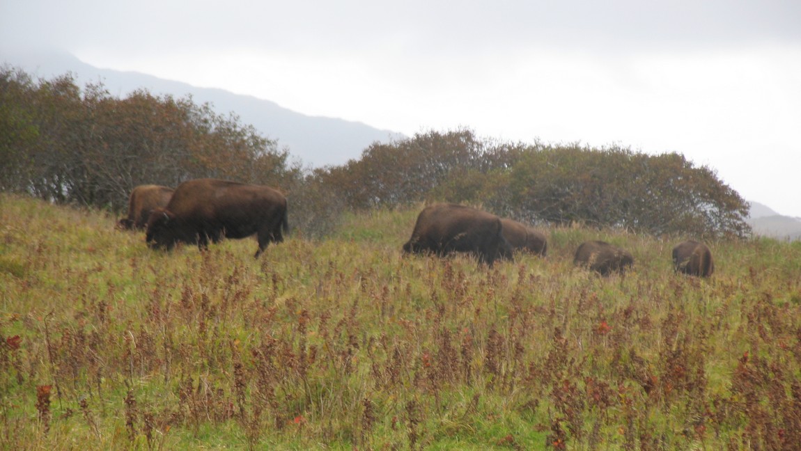 Buffalo on Narrow Cape