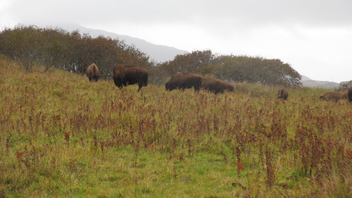 Buffalo on Narrow Cape
