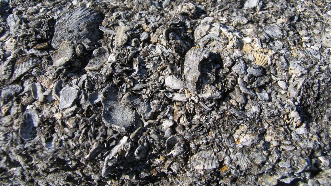 Made of shells