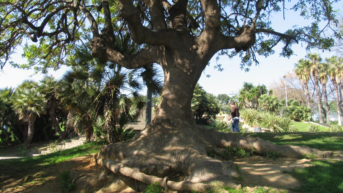 Impressive old tree