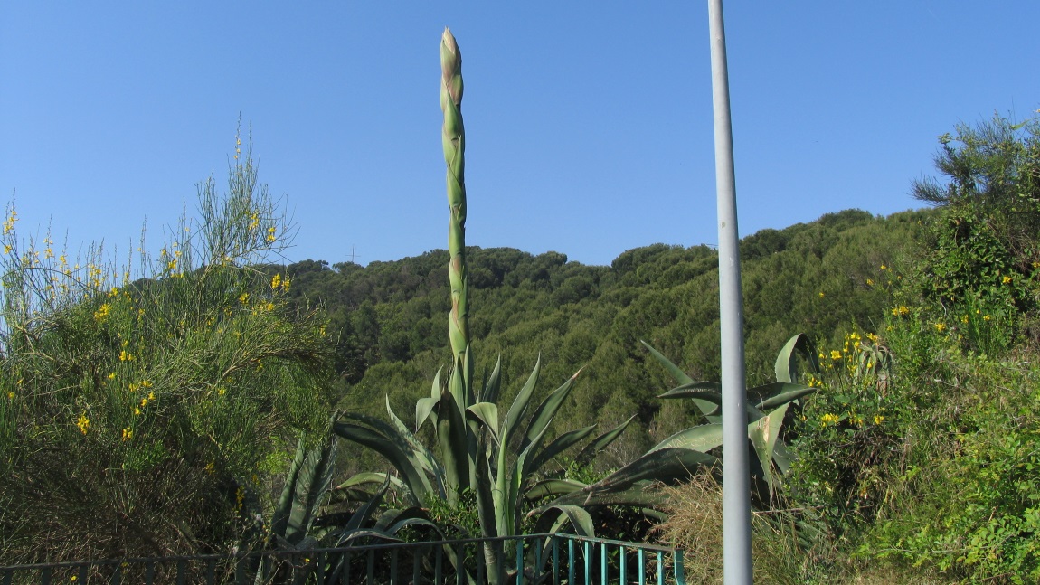Twelve foot asparagus